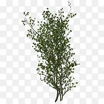 稀疏绿叶树枝树-空若网 稀疏绿叶树枝树-空若网