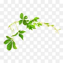 ��ͨ�̲���Ҷ��֦-������