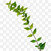 蔓藤绿叶树枝绿叶-空若网 蔓藤绿叶树枝绿叶-空若网