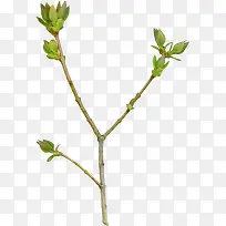 ������Ҷ��֦-������