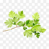 树叶树枝绿叶-空若网 树叶树枝绿叶-空若网