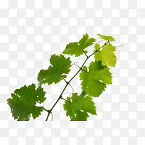 春天绿叶树枝-空若网 春天绿叶树枝-空若网