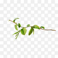 ӣ������Ҷpng�ز�-������