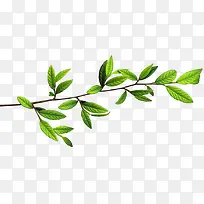 树枝绿叶免抠素材png-空若网 树枝绿叶免抠素材png-空若网
