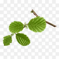 树枝绿叶png素材-空若网 树枝绿叶png素材-空若网