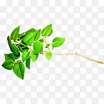 ��Ҷ ��֦ ��۱���png�ز�-������