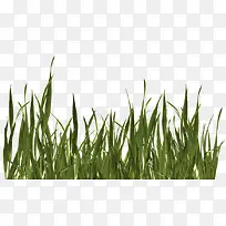 免抠树枝绿叶素材png素材-空若网 免抠树枝绿叶素材png素材-空若网