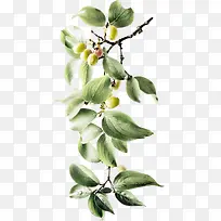 杏子 绿叶 树枝png素材-空若网 杏子 绿叶 树枝png素材-空若网