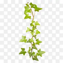 绿叶树枝春天-空若网 绿叶树枝春天-空若网