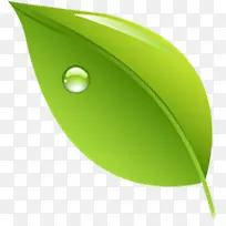 �ֻ�廭¶����Ҷ-������