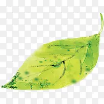 手绘立绘树叶插画-空若网 手绘立绘树叶插画-空若网