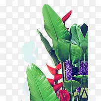 ���ղ廭ֲ����Ҷ-������