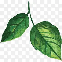 手绘插画矢量图树叶-空若网 手绘插画矢量图树叶-空若网