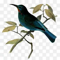 ˮ��С����ɫ��Ҷ-������