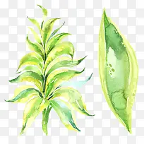 Ë®²ÊÂÌÉ«³¤Ò¶×Ó-¿ÕÈôÍø Ë®²ÊÂÌÉ«³¤Ò¶×Ó-¿ÕÈôÍø