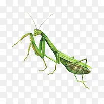水彩螳螂-空若网 水彩螳螂-空若网