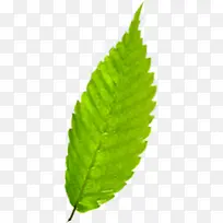 ��ɫ�λ�ˮ����Ҷ-������