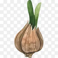 水彩矢量绿色水仙-空若网 水彩矢量绿色水仙-空若网