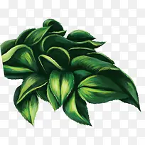 ÂÌɫˮ²ÊÖ²ÎïÊ÷Ò¶-¿ÕÈôÍø ÂÌɫˮ²ÊÖ²ÎïÊ÷Ò¶-¿ÕÈôÍø