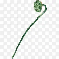 手绘绿色水彩莲子-空若网 手绘绿色水彩莲子-空若网