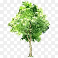 手绘绿色水彩植物-空若网 手绘绿色水彩植物-空若网