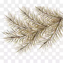 云杉数字图像树剪贴画.树枝-空若网 云杉数字图像树剪贴画.树枝-空若网