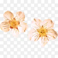 �ɰ�Ψ���������-������