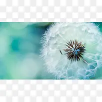 ��ɫ�����ѹ�Ӣ��Ҷ-������