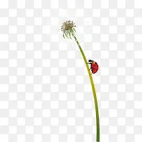 �ѹ�Ӣ��ɫ�ѹ�Ӣ-������