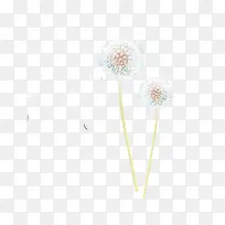 白色蒲公英-空若网 白色蒲公英-空若网