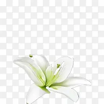 百合-空若网 百合-空若网