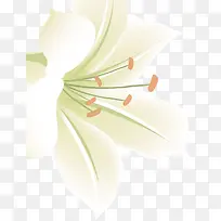 彩绘白色百合-空若网 彩绘白色百合-空若网