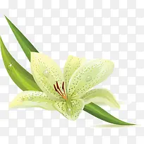 ��ɫ�ٺ�-������