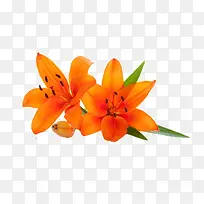 �ʻ�-������