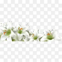 唯美白色百合风景-空若网 唯美白色百合风景-空若网