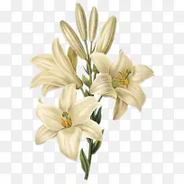 �ֻ��ɫ���Űٺ�-������