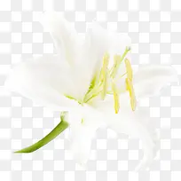 单支白色盛开百合-空若网 单支白色盛开百合-空若网