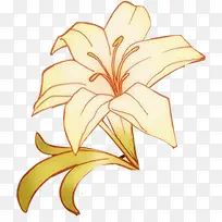 手绘白色百合-空若网 手绘白色百合-空若网