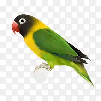 彩色鹦鹉-空若网 彩色鹦鹉-空若网