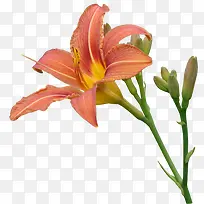橙色盛开百合-空若网 橙色盛开百合-空若网