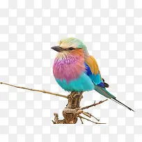 树枝上彩色小鸟素材-空若网 树枝上彩色小鸟素材-空若网