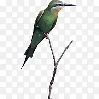 Ê÷Ö¦×ÄľÄñËØ²Ä-¿ÕÈôÍø Ê÷Ö¦×ÄľÄñËØ²Ä-¿ÕÈôÍø