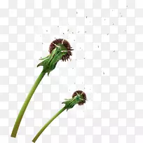 �ѹ�Ӣ����ֲ�������޼�׵�����ѹ�Ӣ-������