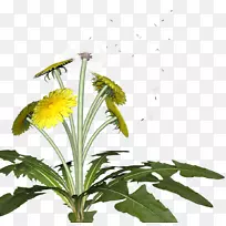 蒲公英花传粉昆虫植物蒲公英-空若网 蒲公英花传粉昆虫植物蒲公英-空若网