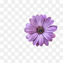 紫色花朵-空若网 紫色花朵-空若网