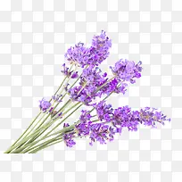 一株薰衣草-空若网 一株薰衣草-空若网