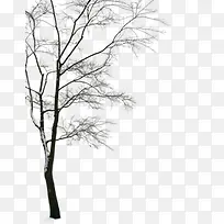唯美冬日树枝素材-空若网 唯美冬日树枝素材-空若网
