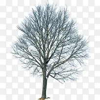 树枝风景素材图片-空若网 树枝风景素材图片-空若网