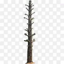 Ê÷Ö¦Ô°ÁÖÂÌ»¯ËزÄ-¿ÕÈôÍø Ê÷Ö¦Ô°ÁÖÂÌ»¯ËزÄ-¿ÕÈôÍø