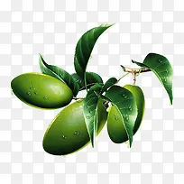 绿色橄榄树枝素材-空若网 绿色橄榄树枝素材-空若网